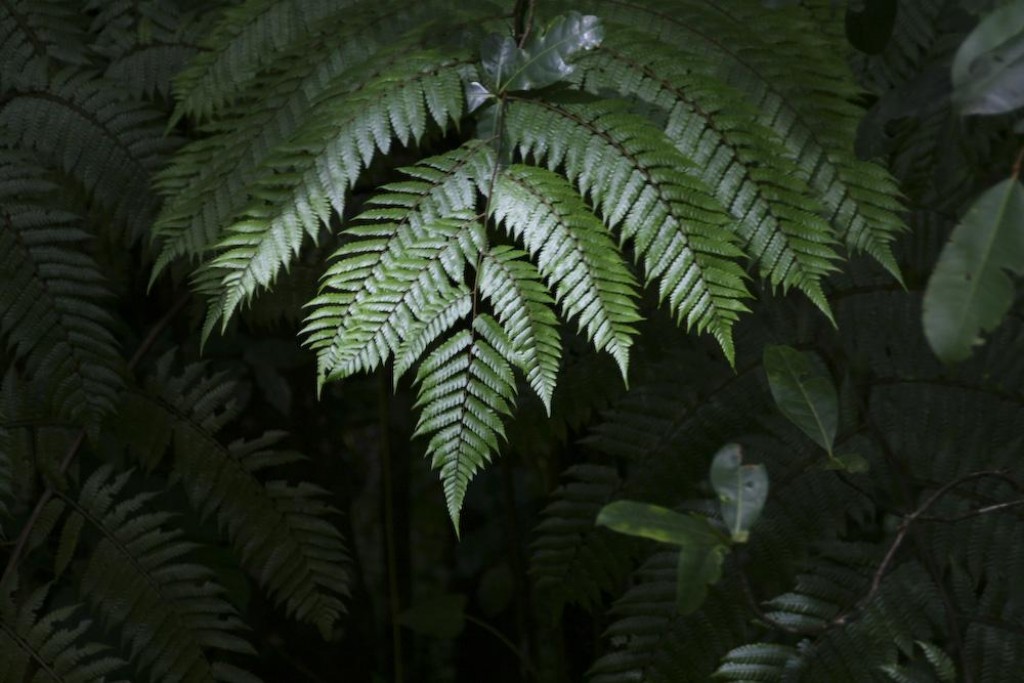 Although we didn't see any interesting wildlife (Dominica doesn't really have any) there was some beautiful ferns.